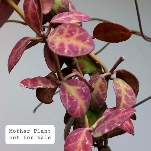Rare hoya waymaniae - waymaniae, 'red