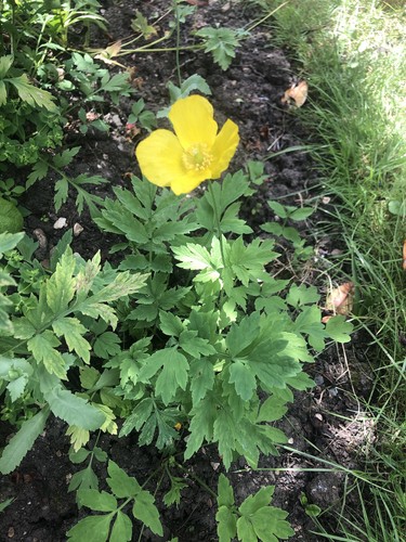 Yellow poppy seeds - poppy,