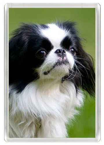 Japanese chin dog - japanese,