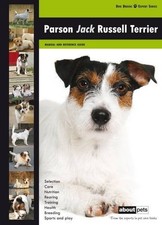 Parson Jack Russell Terrier by