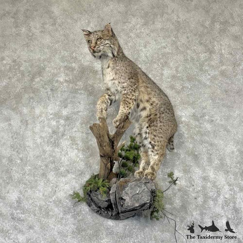 31565 bobcat life - p, |