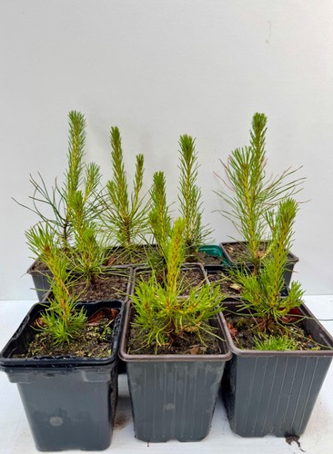 Scots pine trees - 🌲, 🌲