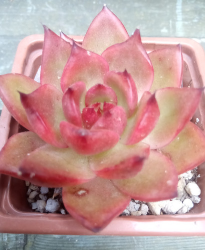 Echeveria armstrong - echeveria,