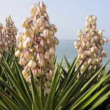Adams Needle Outdoor Shrub Plant Yucca Filamentosa 2L Pot