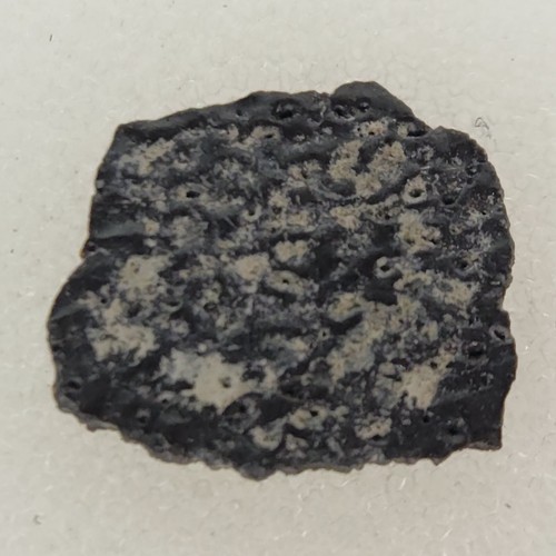 Hadrosaur egg shell fossil - shell,