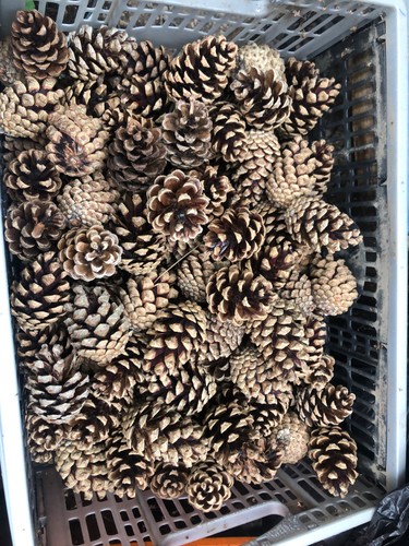 Large pine cones for - 20,
