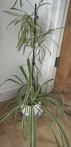 Spider plant baby rooted - plant,