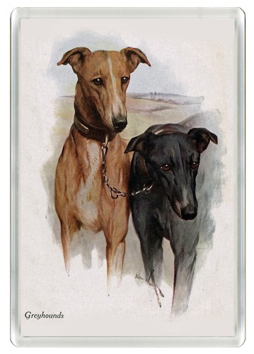 Greyhound dog fridge magnet - greyhound,