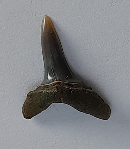 Isurolamna affinis fossil