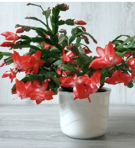 Red christmas cactus - red,
