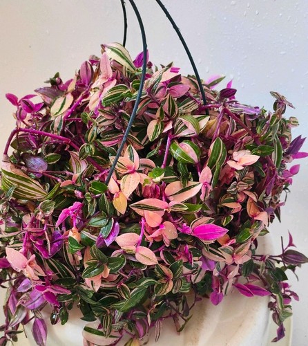 Tradescantia fluminensis