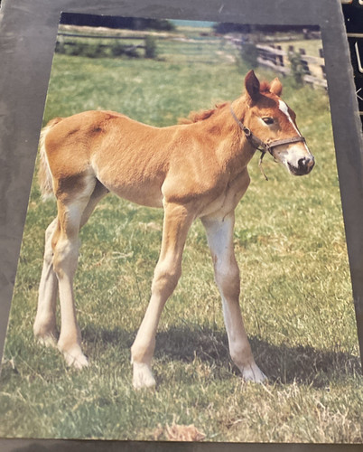 Suffolk punch foal - foal, limited