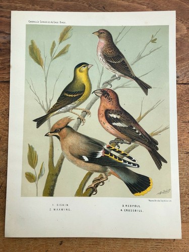 1878 colour print siskin - 1878,