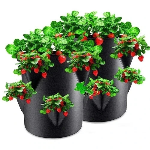 Strawberry planters outdoor - strawberry,