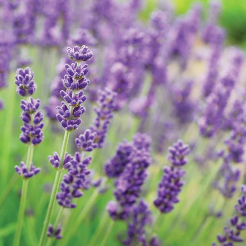Lavender hidcote fragrant - lavender,