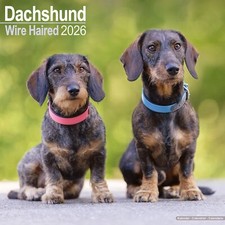 Wirehaired Dachshund 2026