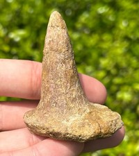 Ankylosaur Dinosaur Spike