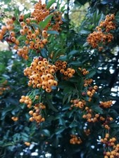 2 X 30-60cm bare root golden