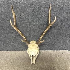 Sika Deer Stag Skull Antlers