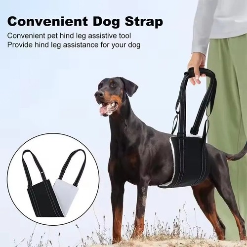 Pet dog mobility aids - mobility, support