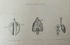 Victorian Medical Print c.1877 – Respiration, Bird & Human Lungs Engraving