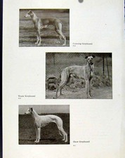 Original Old Antique Print