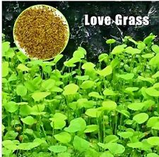 100+ Seeds Fish Tank Aquarium Plant Aquatic Water Grass Leaf ?UK  Tracked 48?