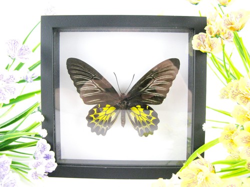 Birdwing for beautiful - -,