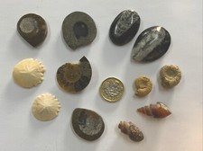X12 fossils various pieces - fossils,