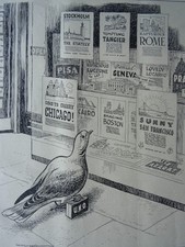 1945 Original Print WW2 HOMING PIGEON - U.N.O - IN SEARCH OF A HOME - WAR PIGEON