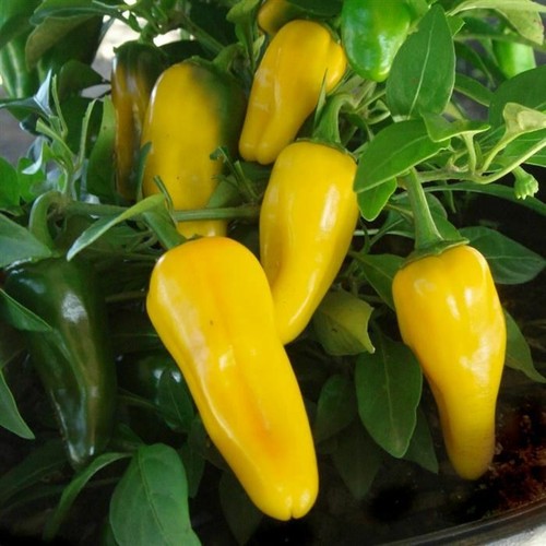 Pepper lemon dream plug - 2x, 'lemon