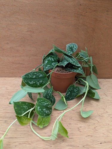 Scindapsus argyraeus trailing - scindapsus, argyraeus-trailing