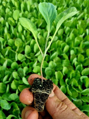 Collard greens cabbage plug - collard,