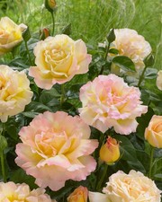 Peace Rose Plant