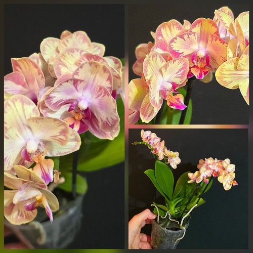 Phalaenopsis limpopo pink - phalaenopsis,