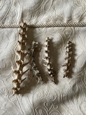 Articulated Rabbit Spines Taxidermy Specimen Ethically Sourced