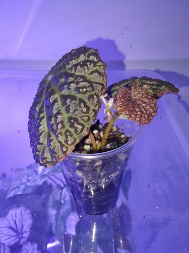 Begonia black mountain - begonia, rare