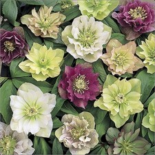 Hellebore Helleborus 'Double Queen Mixed' Plug Plants x 5 Hardy Perennial