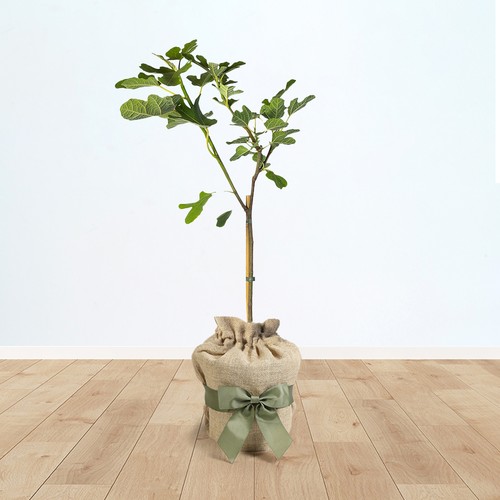 Gifted wrapped fig brown - fig, 'brown