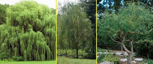 Willow trees weeping - 5,