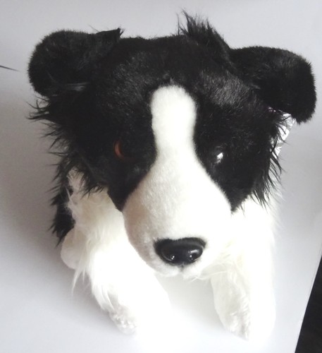 Border collie cuddly - collie,