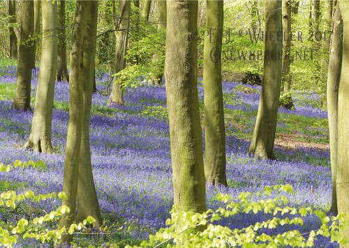 Bluebell wood forest trees