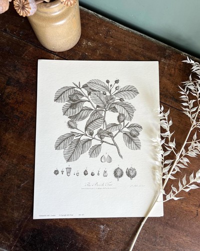 Botanical illustration print - illustration,