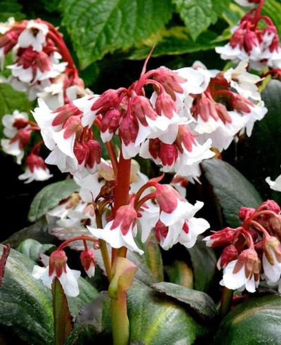 Bergenia cordifolia fire - bergenia, ice