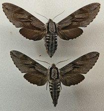 Sphingidae Sphinx pinastri