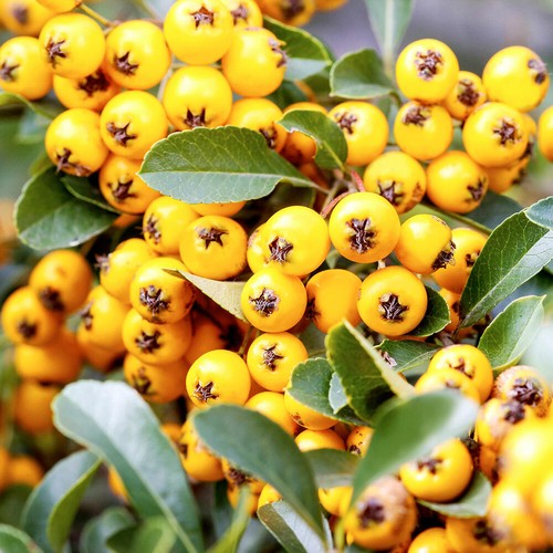 Pyracantha soleil potted - d'or,