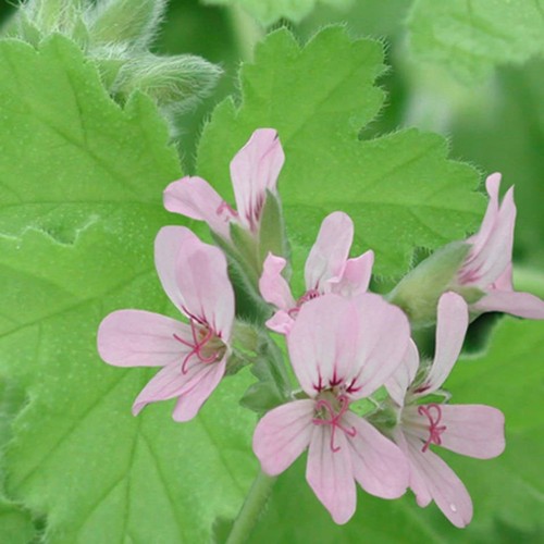 Pelargonium attar roses - 'attar, of