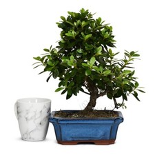 Satsuki Azalea Bonsai Tree |