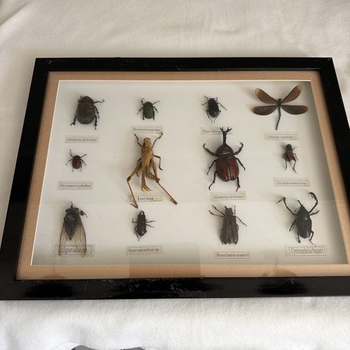 Framed taxidermy with - with, real