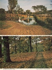 Pair of Village Pond, Glandford Norfolk & Autumn in Thetford Chase Postcards